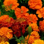 marigolds-740440_1280