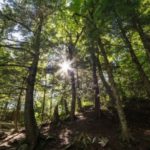 sun-beams-through-forest_4460x4460