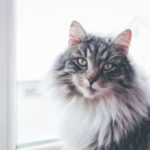 cat_sitting_on_a_windowsill