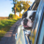 dog_riding_in_the_car