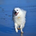 japanese-1746738_640