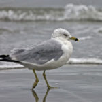 800px-Ring-billed_Gull_eb