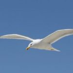 angry-birds-residents-arm-themselves-with-umbrellas-as-protection-against-swooping-seagulls-136406954551003901-160624124028