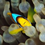 clown-fish-2983759_640