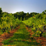 nj-winery