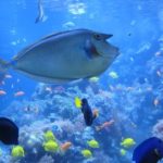 nose-doctor-fish-2206103_640