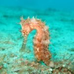 seahorse-1538013_640
