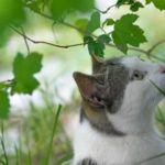 StockSnap_E6XH7GJ5OA