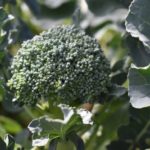 broccoli-2770465_640