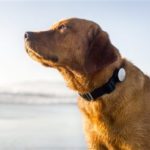 Digital Life-Gadget Watch-Dog Activity Tracker