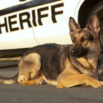 gsd_police_dog_hero