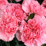 pink-carnations-from-Mischlers-in-Amherst-NY