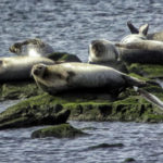 seals-off-sandy-hook_orig