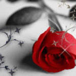 Red-rose-on-a-black-and-white-background_800x480