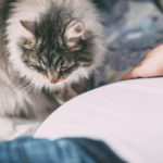 pregnant_womans_belly_and_a_cat