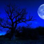blue-moon-tree