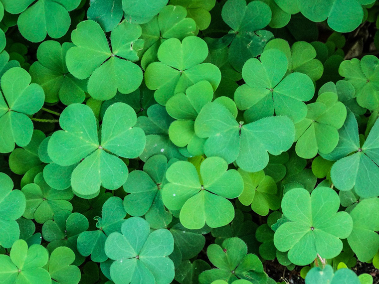 shamrock-