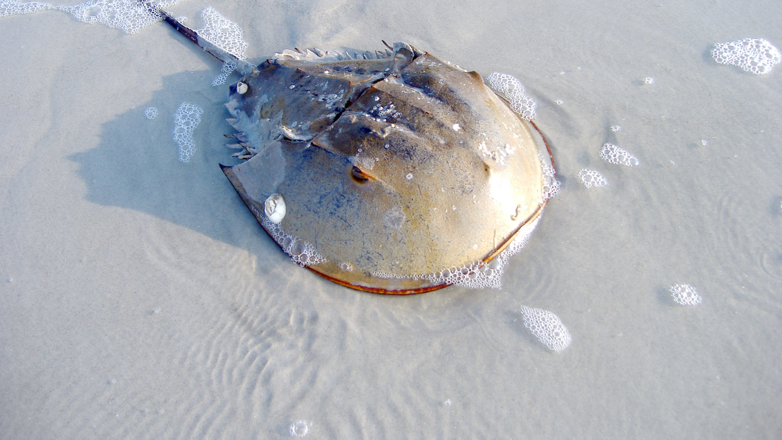 Horseshoe Crab on the Beach