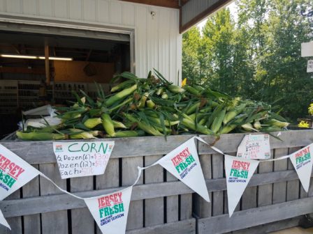 new-jersey-white-corn