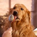 Golden-Retriever-Peanut-Butter