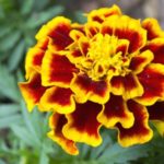 african-marigolds-274586939-1280
