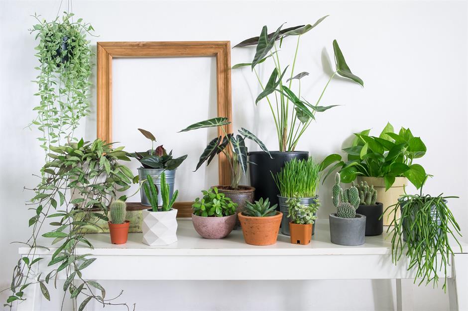 best-indoor-plants-