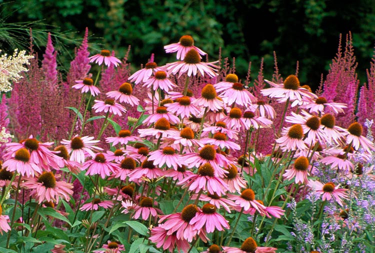 purple coneflower
