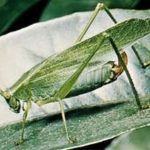 JSS Katydid 2