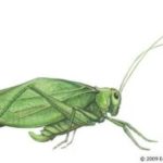 JSS Katydid 3