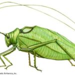 JSS Katydid
