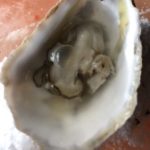 Wild Onset Buzzards Bay