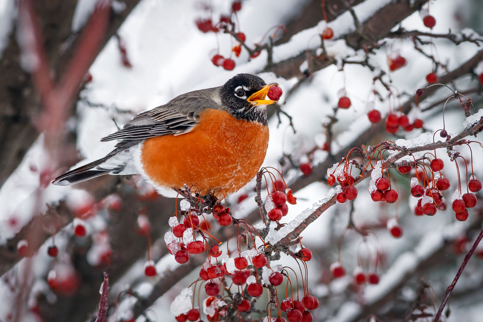 winter-robin