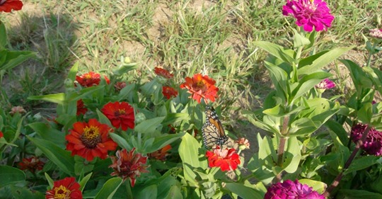 Atlantic Highlands Farm Market Opening Day!
