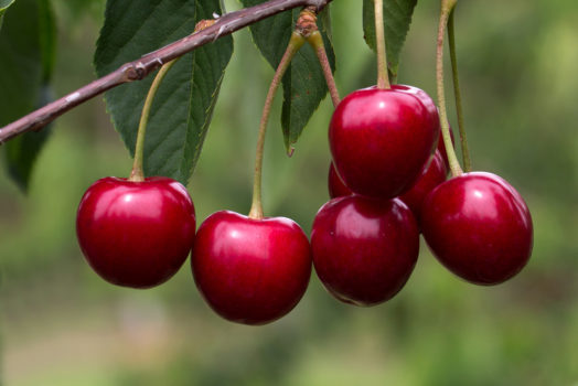 Cherries