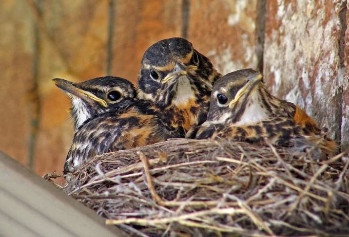 baby-birds-baby-robins-robins-babies-in-nest-young-birds-young-cute-bird-robin