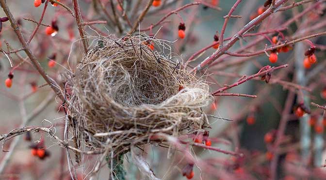 empty-nest-