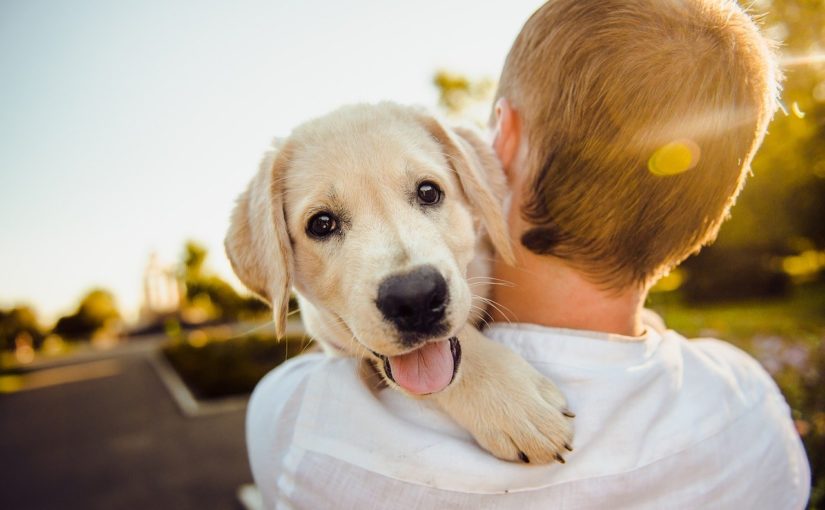man-holding-golden-lab-
