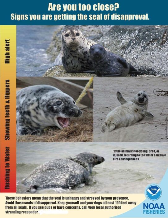 seals