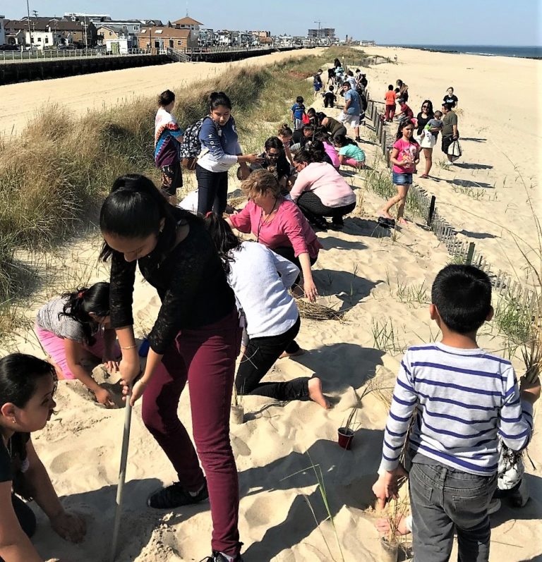 American Littoral Society Dune Grass Planting, ASBURY PARK NJ
