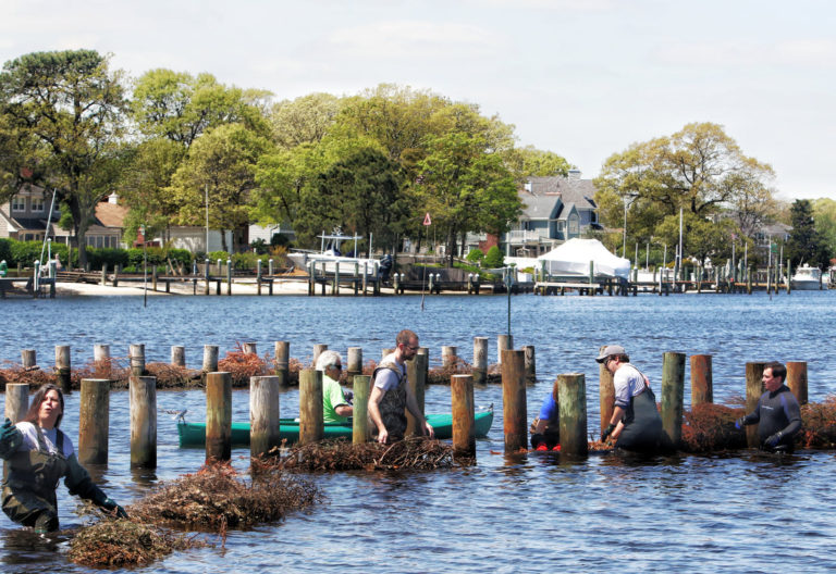 American Littoral Society Slade Dale Living Shoreline Building Volunteer Day