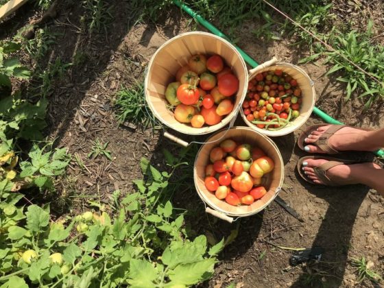 Asbury Fresh Sunday Farmers & Makers Market
