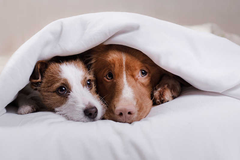 Dogs-hiding-under-bed-covers-scared-of-fireworks_