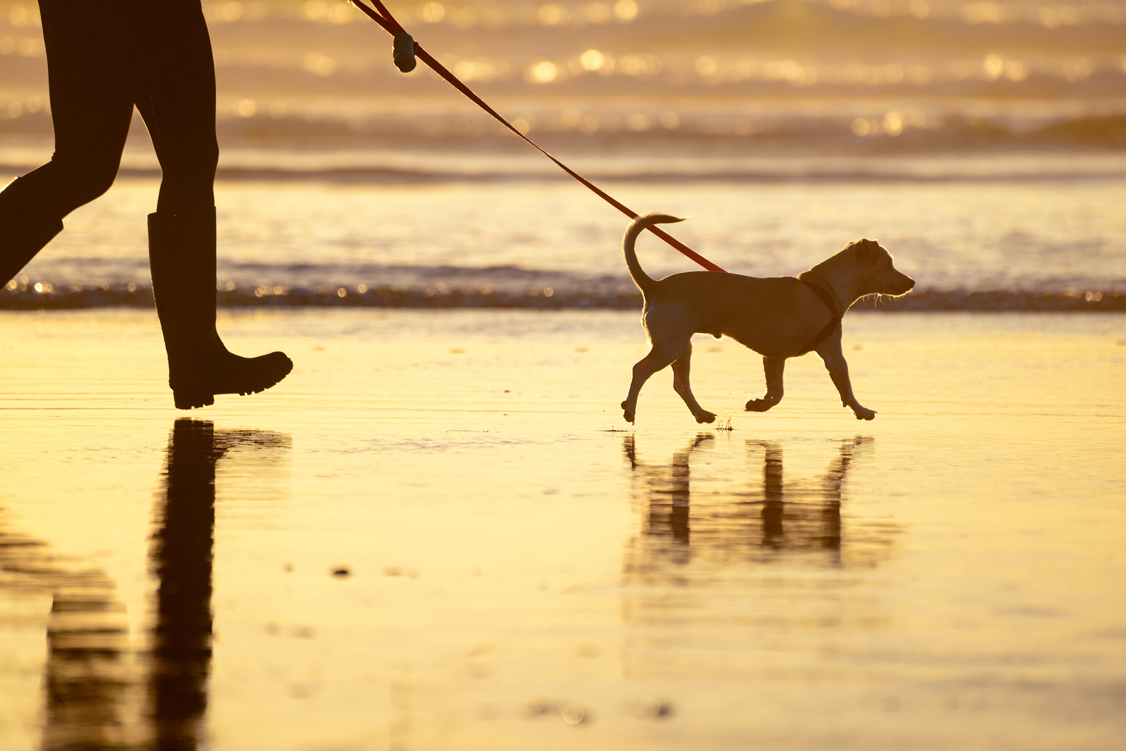 dog-walking-on-beach