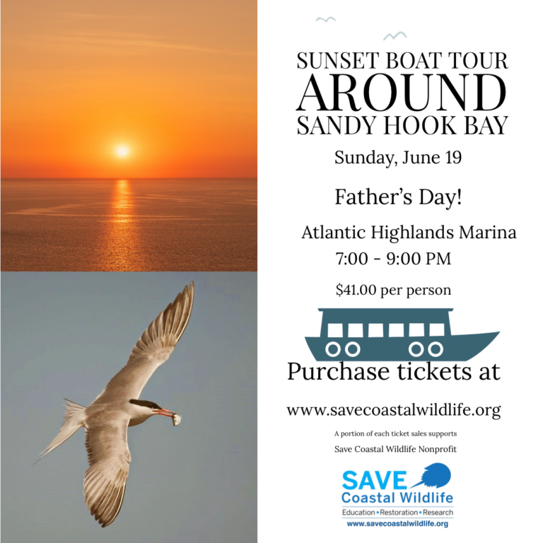 Sunset & Wildlife Watching Cruise Around Sandy Hook Bay