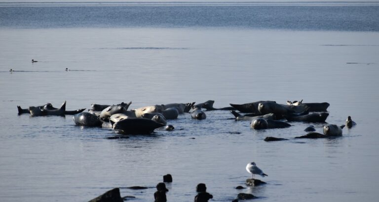 Seal Monitoring with Waterspirit