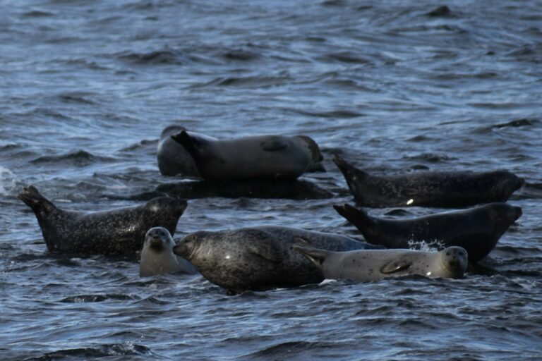 Seal Monitoring with Waterspirit