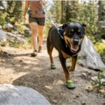 Ruffwear Boots on Dog